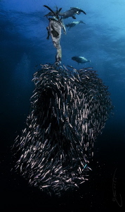 ~ Be Quick ~

One of the fastest moving predators at th... by Geo Cloete 